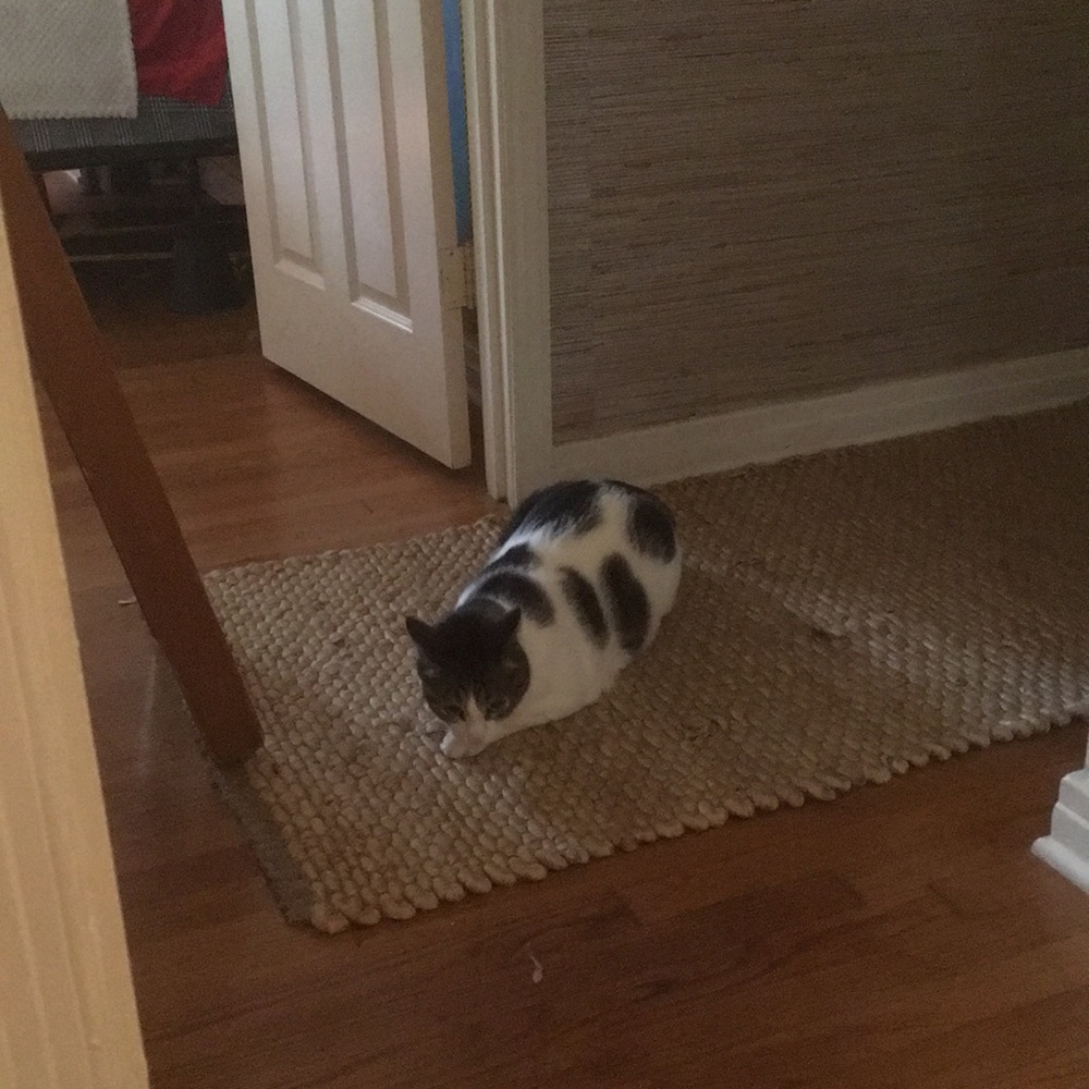 Meet your Posher, Maggie